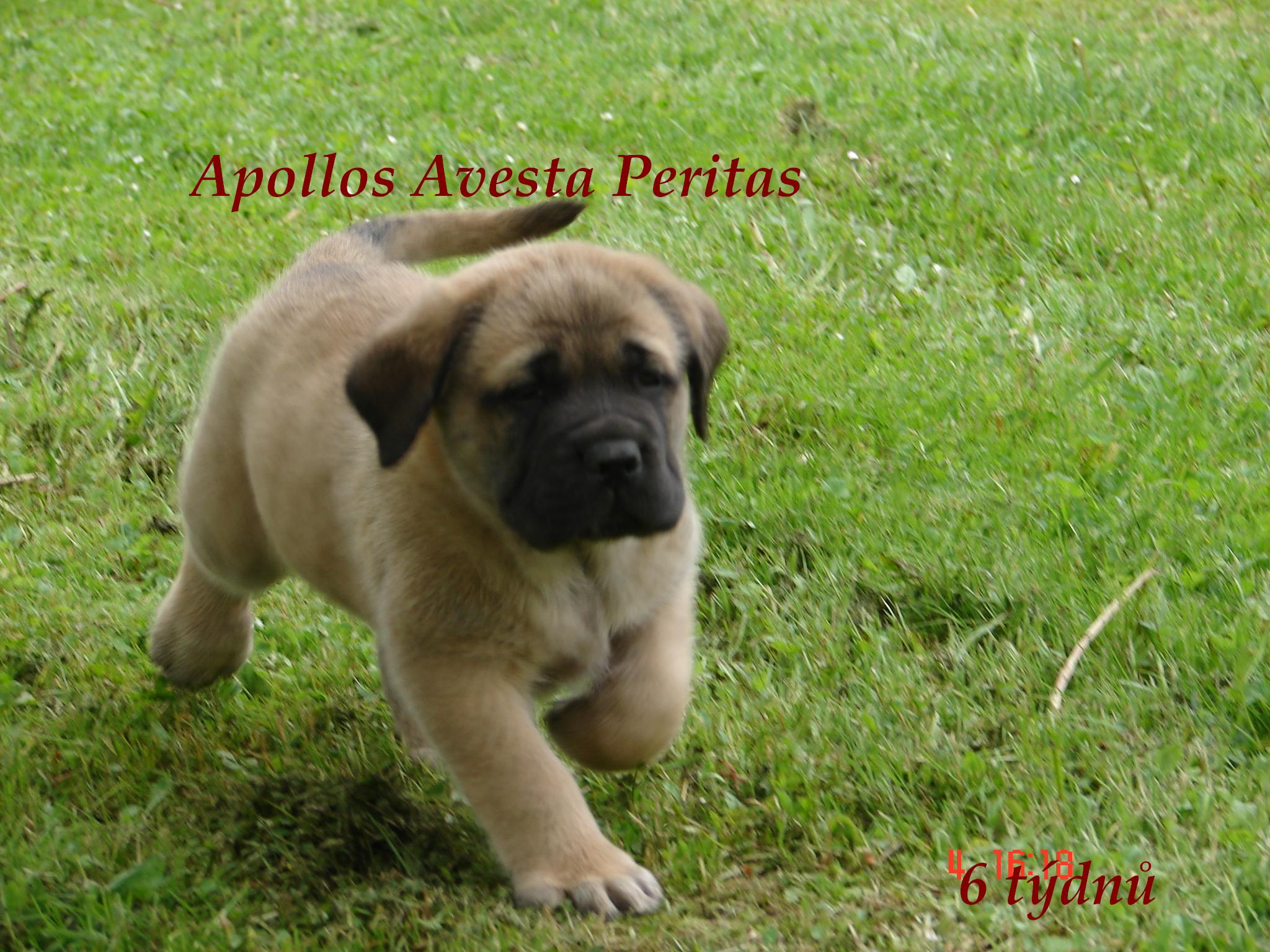 Apollos.67.jpg